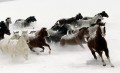 Laufpferde auf Schnee